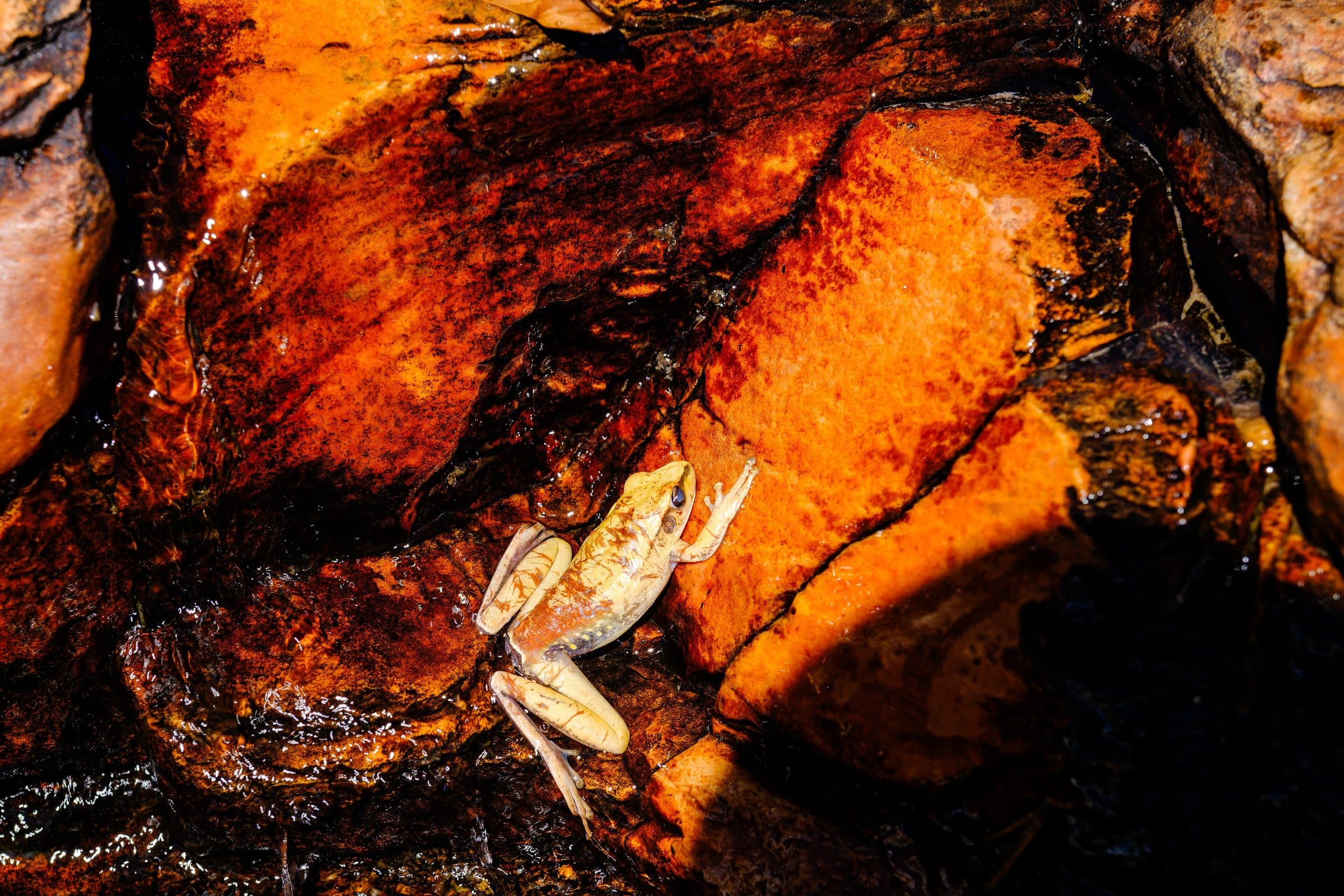 Frog resting between wet reddish rocks near Cataratas dos Couros, in Parque Estadual Águas do Paraíso, Alto Paraíso de Goiás, Goiás, Brazil.