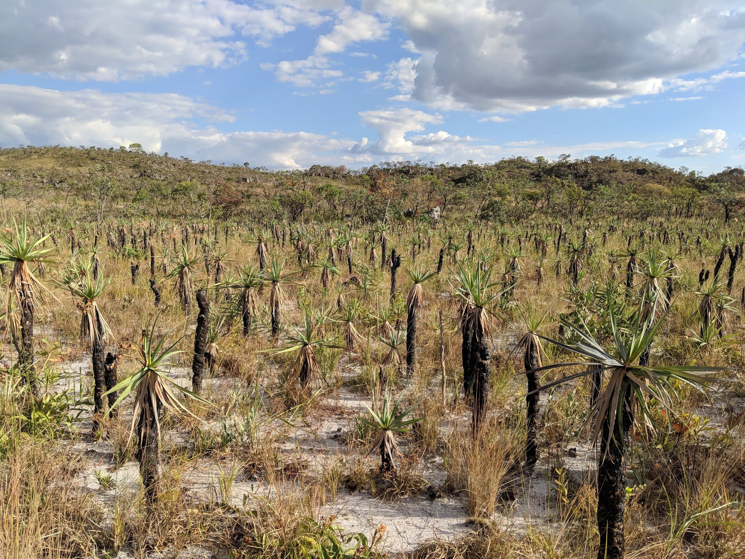 Canela-de-Ema (Vellozia squamata) se recuperando, um ano após incêndio.
Parque Nacional da Chapada dos Veadeiros de nível Federal, localizado (a) em Alto Paraíso de Goiás (GO), Cavalcante (GO), Nova Roma (GO), São João D'Aliança (GO), Teresina de Goiás (GO)